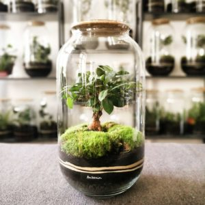 Types of terrariums according to the compartment